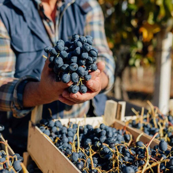 Fr Antonio Writes: We are all Labourers in the Vineyard