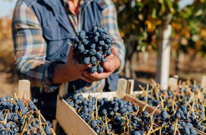 Fr Antonio Writes: We are all Labourers in the Vineyard